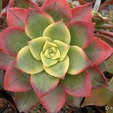 AEONIUM (Crassulaceae) mostly unrooted cuttings